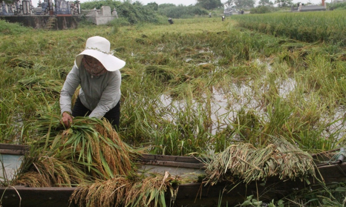 Do khu vực ruộng lúa thoát nước chậm, nên gia đình ông Chinh phải dùng ghe, thuyền để vận chuyển lúa sau khi gặt.