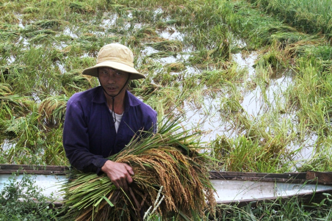 Đang cặm cụi dựng những cây lúa bổ để gặt tay đưa về nhà, ông Phan Văn Chinh Hương (TX. Hương Trà) cho biết, hơn 1 mẫu lúa nếp gần đến thời điểm thu hoạch nhưng cũng đã bị ngã đổ gần hết sau trời mưa. 'Những vụ trước, lúa không bị ngã, đổ thì 1 mẫu gặt máy khoảng gần 2 ngày là xong, nhưng giờ phải gặt tay gần 1 tuần cũng chưa chắc gặt xong lúa. Trong khi đó, diện tích lúa bị ngâm nước nhiều sợ gặt không kịp sẽ bị thối hạt, năng suất giảm nhiều', ông Chinh rầu rĩ.