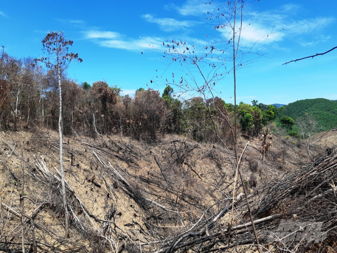 Nhiều diện tích rừng xung quanh khu vực này cũng bị cháy do việc đốt phá rừng. Ảnh: Tiến Thành.