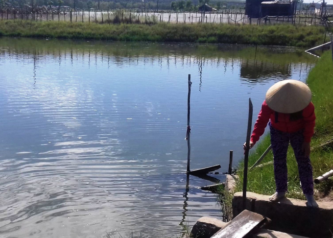 Tảo độc xuất hiện sẽ ảnh hưởng đến nuôi trồng thủy sản của người dân ở đầm Lập An. Ảnh: T.T.