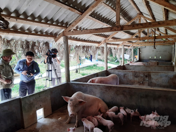 Tỉnh Thừa Thiên Huế đang phát triển đàn lợn theo hướng chăn nuôi an toàn sinh học. Ảnh: Tiến Thành.