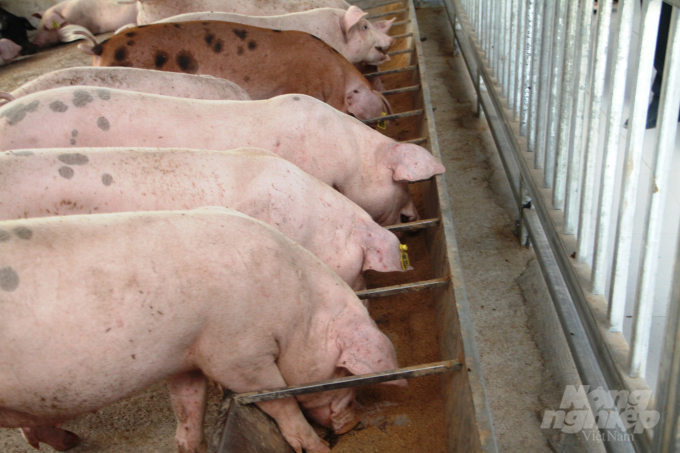 Thức ăn và nước uống cho lợn được bổ sung chế phẩm vi sinh, không chỉ tăng hiệu suất sử dụng thức ăn, mà còn tăng tính miễn dịch và chống lại một số vi sinh vật gây bệnh cho vật nuôi. Vì thế vật nuôi khỏe mạnh, ít bệnh nhanh lớn, chất lượng thịt cao và không ô nhiễm môi trường.