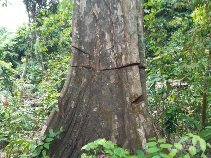 Nhiều cây cổ thụ khác tại khu rừng này cũng đã bị lâm tặc cắt quanh thân cây, nhằm làm cho cây héo khô và chết dần.