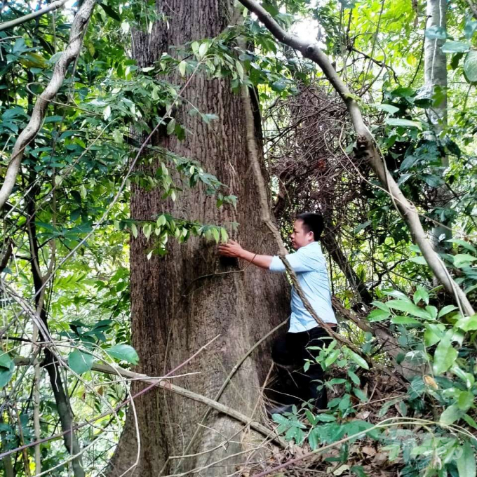 Đây là rừng tự nhiên thuộc tiểu khu 256, 257 nằm ở địa phận 2 xã Hồng Vân và Hồng Thủy của huyện A Lưới (Thừa Thiên - Huế).