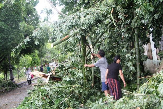 Người dân ở TP Huế đang khẩn trương thu dọn những 'bãi chiến trường' cây cối đổ gãy sau khi bão số 5 với sức gió giật cấp 11 tràn  qua.