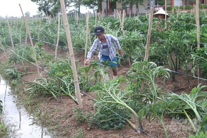 Ảnh hưởng bão số 5, hơn 95ha diện tích rau màu, 300ha cây ăn quả và hơn 30 ha nuôi thủy sản ở tỉnh Thừa Thiên - Huế bị thiệt hại nặng; hơn 1.130ha diện tích rừng bị ở huyện Phong Điền, Phú Lộc và thị xã Hương Trà bị đổ, ngã.