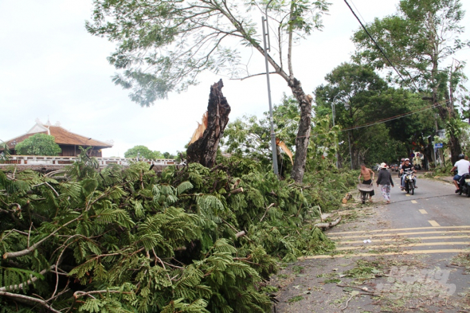 Nhằm nhanh chóng khắc phục hậu quả của bão số 5 ở địa phương, Ban Chỉ huy PCTT&TKCN tỉnh Thừa Thiên - Huế đã triển khai thực hiện các nội dung Công điện của Thủ tướng Chính phủ; Ban Chỉ đạo Trung ương về PCTT; UBND tỉnh Thừa Thiên - Huế về ứng phó với bão số 5.