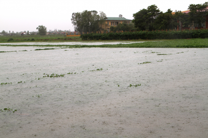 Theo ông Hồ Đắc Thọ, Chi Cục trưởng Chi cục Trồng trọt và Bảo vệ thực vật tỉnh Thừa Thiên - Huế, mưa lũ đã làm hơn 200 ha hoa màu chủ yếu ở huyện Phong Điền, Quảng Điền bị ngập úng nặng, một số diện tích đã bị hư hại.