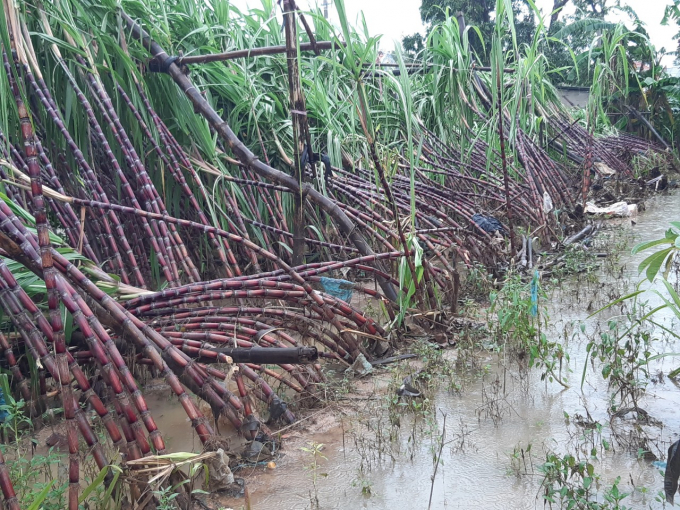 Nhiều ha mía của người dân xã Quảng Phú (Quảng Điền) cũng bị gió mạnh quật ngã, đổ.