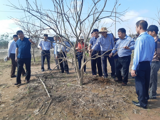 Ông Hồ Sỹ Nguyên, Giám đốc Sở NN-PTNT Thừa Thiên- Huế cho biết, sở cũng đang phối hợp với Học viện Nông nghiệp Việt Nam để được hỗ trợ trong việc xây dựng đề án phát triển cây ăn quả trên địa bàn một cách hợp lý và khoa học.