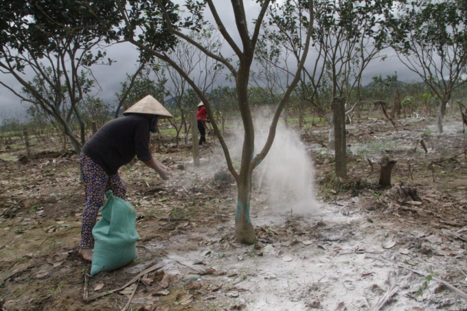 Cũng tranh thủ những ngày tạnh ráo này, hàng trăm hộ trồng thanh trà ở Thừa Thiên- Huế cũng xuống vườn khẩn trương vệ sinh vườn trồng, chăm sóc cây cứu những diện tích thanh trà bị hư hại của gia đình sau bão, lũ.