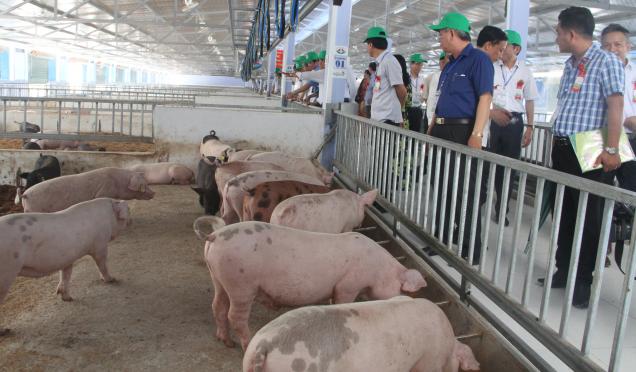 Mô hình chăn nuôi heo hữu cơ 4F của Tập đoàn Quế Lâm ở xã Phong Điền, Thừa Thiên- Huế. Ảnh: Tiến Thành.