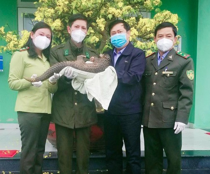 Lực lượng Kiểm lâm Thừa Thiên Huế vừa tiến hành bàn giao cá thể tê tê quy hiếm cho Vườn Quốc gia Cúc Phương. Ảnh: T.T