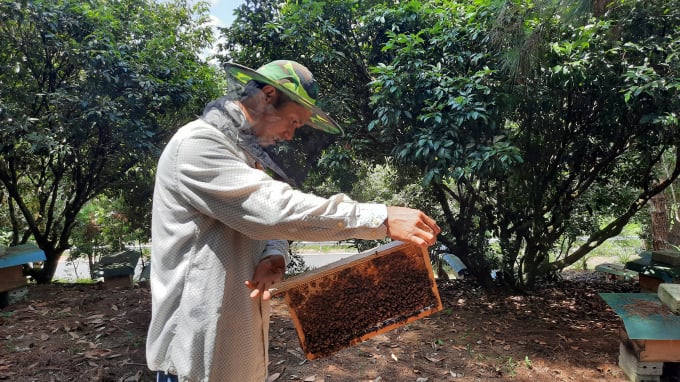 Hiện sản phẩm mật ong của HTX Khai thác, Chế biến mật ong Tiên Yên đã có mặt ở nhiều trung tâm thương mại uy tín của tỉnh cũng như miền Bắc. Ảnh: Tiến Thành.