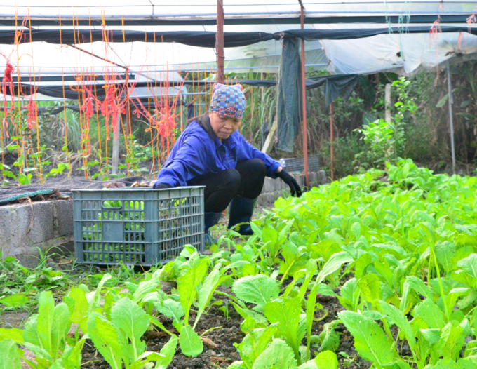 Với lợi thế từ nguồn phân giun quế, trang trại của chị Tuyết luôn đảm bảo nguồn phân bón để sản xuất rau, đáp ứng các yêu cầu cơ bản của sản xuất rau hữu cơ. Ảnh: Tiến Thành.