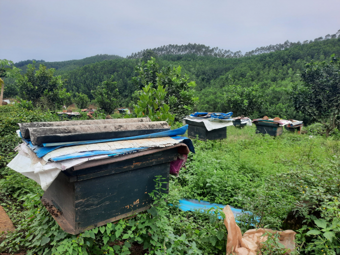 Trong những ngày mưa nhiều, ông Nghĩa che tổ ong bằng bạt để tránh làm ướt tổ. Ảnh: Tiến Thành.