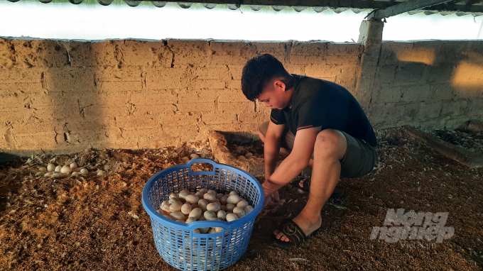 Theo anh Quảng, trứng vịt biển Đồng Rui to, vỏ dày, chất lượng trứng ăn thơm, bùi, ngậy, nhiều lòng đỏ và màu đỏ sậm so với những loại trứng vịt thông thường. Cứ mỗi 5h sáng, con trai anh lại đi nhặt những quả trứng thơm ngon để thương lái đến thu mua. Trung bình mỗi ngày vịt đẻ khoảng 900 quả.
