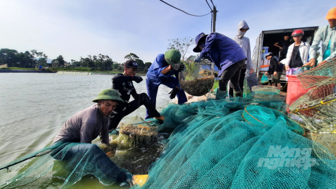 Những năm trước, thời tiết thuận lợi, tôm được mùa có thể đạt mốc 50 - 60con/kg, mỗi vụ cho thu nhập hàng trăm triệu đồng. Tuy nhiên, năm nay do ảnh hưởng của thời tiết mưa nhiều dẫn đến việc tôm không đạt năng suất tốt nhất. Mặc dù vậy, anh Quảng cho biết vẫn sẽ đầu tư nuôi tôm cho vụ sau vì theo anh, thị trường tiêu thụ tôm thẻ chân trắng là rất lớn và đây là giống vật nuôi cho kinh tế cao.  