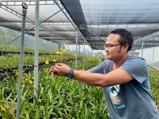 Nhờ áp dụng công nghệ làm vườn của Đài Loan, cộng với sự mày mò tự nghiên cứu, thử nghiệm của anh Hải, vườn hoa ngày càng phát triển, nổi bật nhất là hoa lan vũ nữ. Ảnh: Nguyễn Thành.