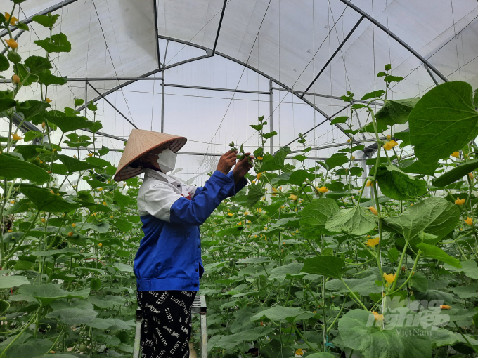 Từ năm 2018, Công ty CP Thương mại và Xây dựng Đầm Hà (huyện Đầm Hà, Quảng Ninh) đã triển khai dự án sản xuất rau an toàn ứng dụng công nghệ cao tại thôn Tân Thanh, xã Quảng Tân. Công ty đã thuê 5ha đất của người dân, đầu tư hơn 15 tỷ đồng cho các hạng mục xây dựng cơ sở hạ tầng, mở rộng diện tích nhà lưới, áp dụng công nghệ mới tiên tiến vào sản xuất. Đến nay, đã xây dựng 5 nhà màng triển khai trồng dưa, rau theo tiêu chuẩn VietGAP.