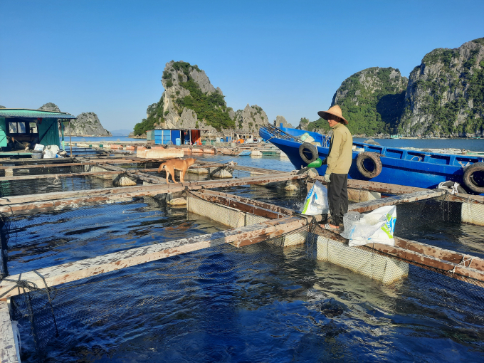 Quang Ninh Province also supports businesses in the area to find partners in exports of seafood products such as grouper, clam, and oyster. Photo: Nguyen Thanh