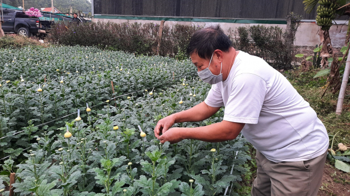Người dân trồng hoa tại TP Hạ Long tin tưởng năm nay sẽ không còn tình trạng ế ẩm. Ảnh: Nguyễn Thành