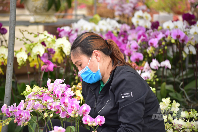 Bên cạnh đào, mai, quất, mặt hàng hoa lan cũng trong tình trạng ế ẩm. Nhiều thương lái buồn bã khi lượng người mua giảm mạnh, chỉ đạt 10 - 20% so với các năm trước. 'Tôi hi vọng trong những ngày tới, người mua sẽ đông hơn để chúng tôi có một cái Tết vui vẻ, đầy đủ, chứ cứ như mấy hôm trước thì chắc chúng tôi mang hàng ra rồi lại mang về, chi phí lại đội lên thì rất khó khăn', một tiểu thương tâm sự.