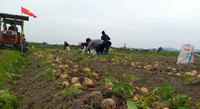Nông dân Đông Triều thu hoạch khoai tây. Ảnh: Nguyễn Thành.