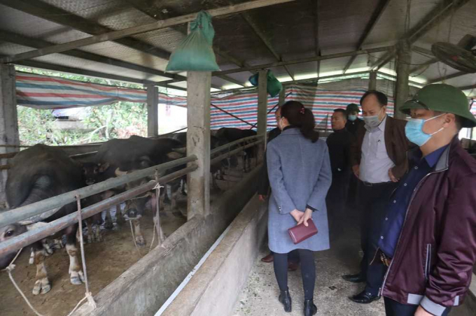Các hộ dân tại vùng núi tỉnh Quảng Ninh đã tích cực gia cố, che chắn chuồng trại, tránh mưa hắt, gió lùa, đảm bảo giữ ấm cho vật nuôi. Ảnh: SNNQN.