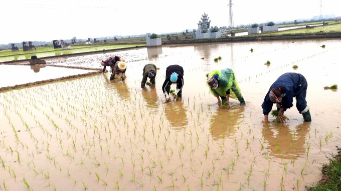 Farmers in Phuc Tho district go to the fields to plant winter-spring rice. Photo: Minh Phuc.