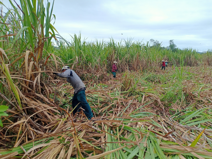 Khanh Hoa farmers are entering the sugar cane harvest in the 2021 - 2022 crop year in the joy of a good harvest and a good price. Photo: KS.