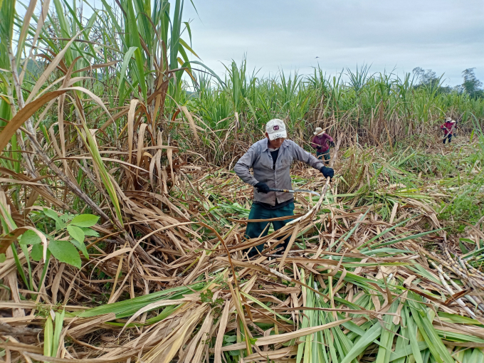 High yield and high price of sugar cane help farmers with good profits. Photo: KS.