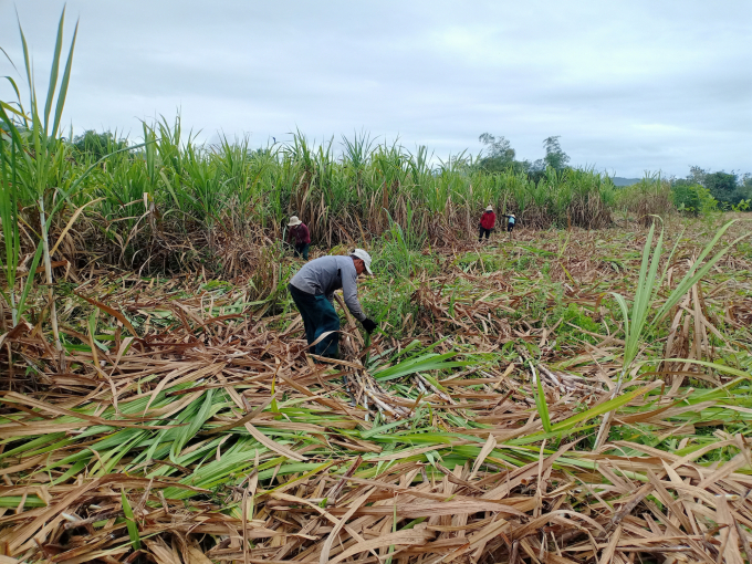 Manual harvesting of sugar cane results in increasing production costs and decreasing profits. Photo: KS.