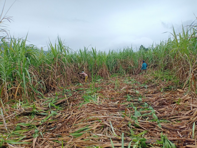 Bien Hoa - Ninh Hoa Sugar Company Limited will come up with many policies so that farmers can have higher profits and feel secure in growing sugar cane. Photo: KS.