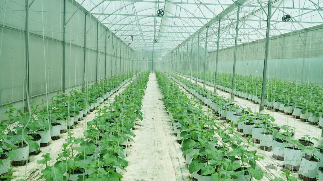 Mô hình trồng dưa lưới trong nhà màng ứng dụng công nghệ cao của HTX Tâm Nông Việt tại tỉnh Long An. Ảnh: Nguyễn Thủy.