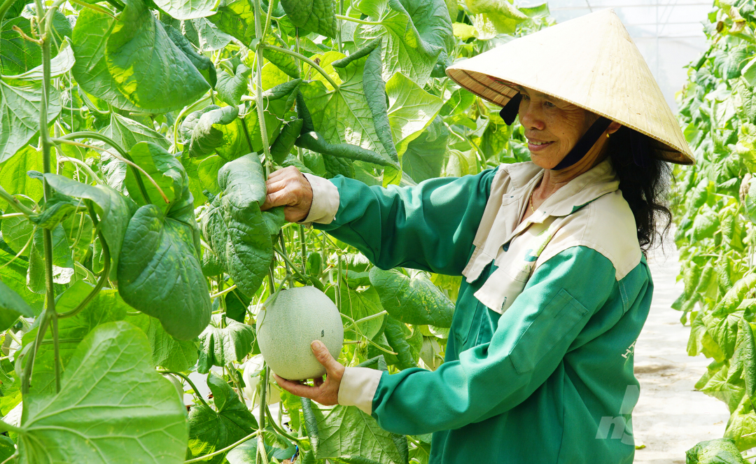 HTX Nông nghiệp CNC Tâm Nông Việt tạo công ăn việc làm cho nhiều lao động địa phương. Ảnh: Nguyễn Thủy.