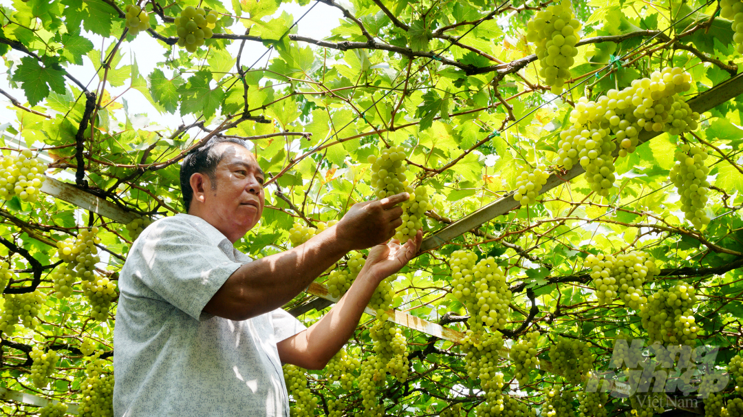 Niềm vui của ông Năm Ở sau khi về hưu là mỗi ngày được chăm sóc vườn nho. Ảnh: Nguyễn Thủy.