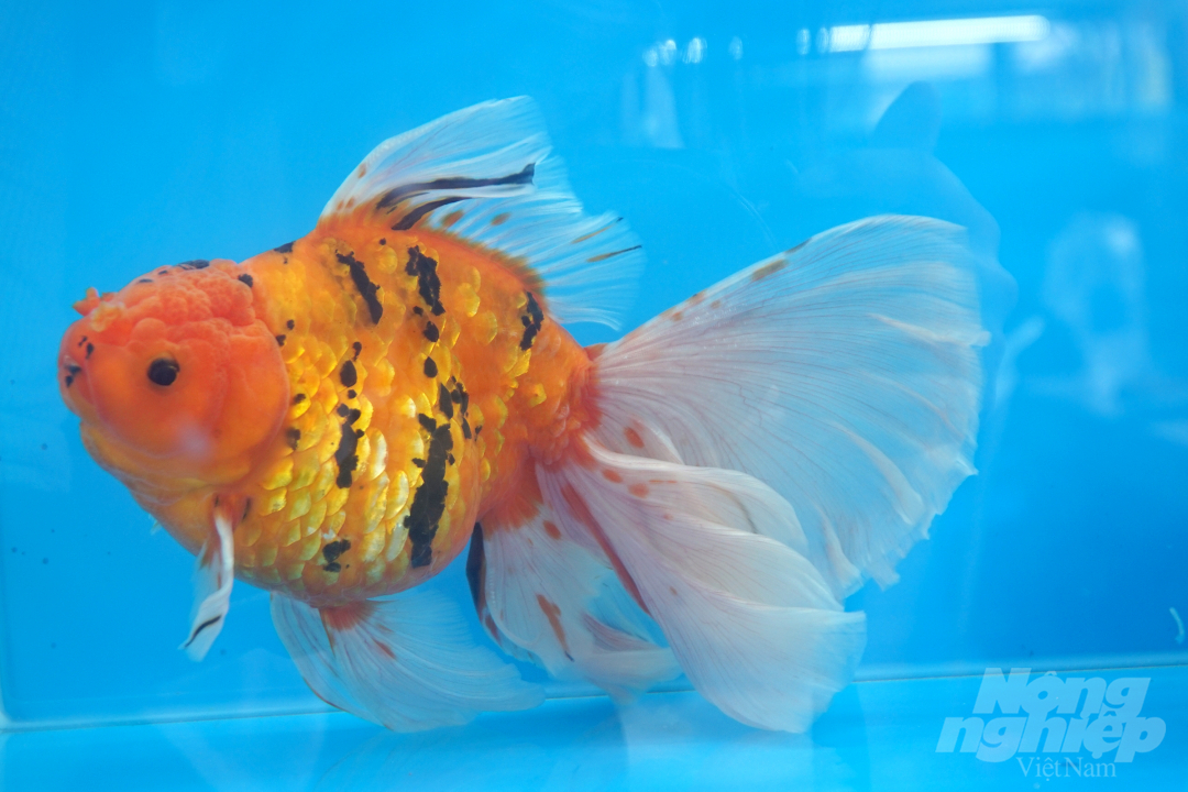 Cá vàng Oranda. Ảnh: Nguyễn Thủy.