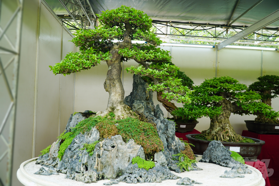 Bonsai với tên gọi 'Đón ánh xuân hồng' của Hội sinh vật cảnh Quận Gò Vấp (TP.HCM). Ảnh: Nguyễn Thủy.