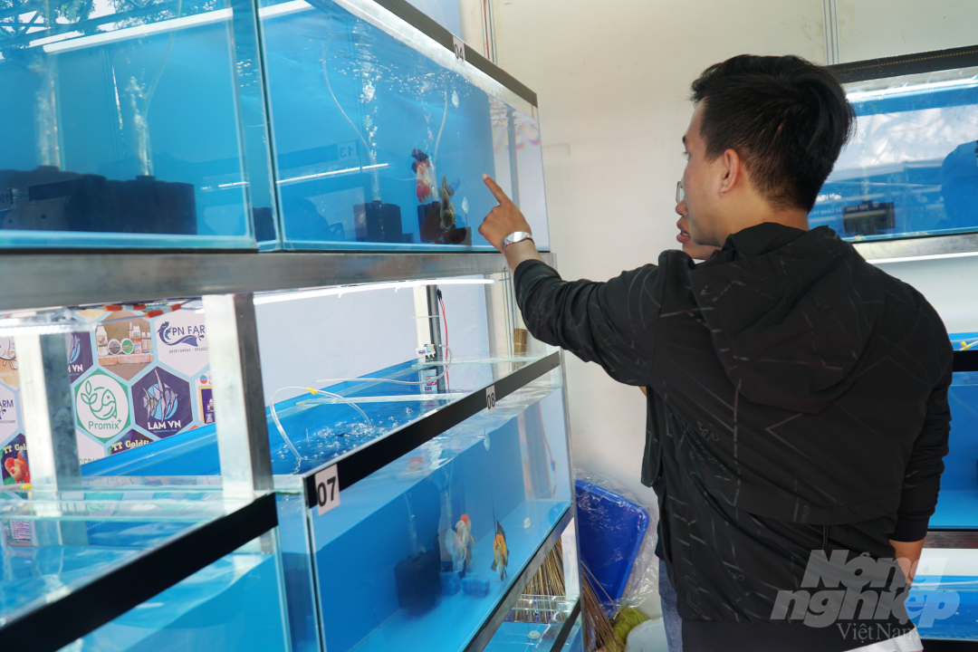 72 hồ cá vàng Oranda tham gia cuộc thi Đấu trường Oranda tại Tuần lễ Sinh vật cảnh TP.HCM 2020. Ảnh: Nguyễn Thủy.