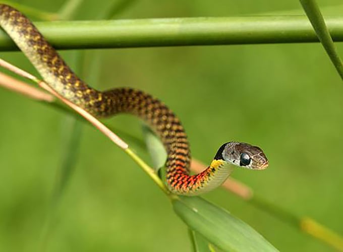 Loại rắn hoa cổ đỏ được nhiều người gọi là 'rắn học trò'.