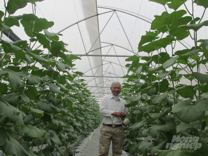 Dưa lưới trồng trong nhà kính công nghệ cao tại HTX Tân Minh Đức. Ảnh: Hải Tiến.
