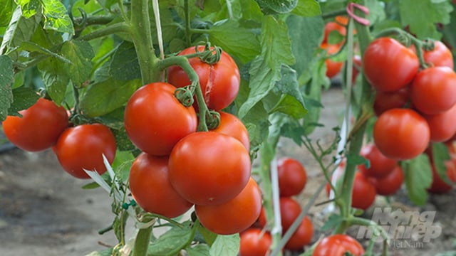 Trung tâm Giống cây trồng thực hiện thành công Mô hình hoàn thiện quy trình trồng  cà chua hữu cơ trong nhà lưới vụ xuân 2021
