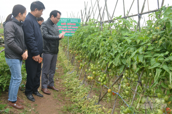 Cà chua lại F1 - VT15 trồng tại Hưng Yên. Ảnh: Hải Tiến.