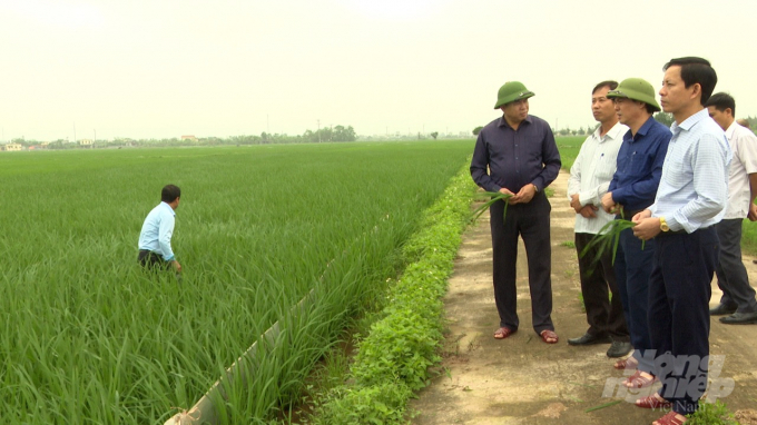 Lãnh đạo Huyện ủy và UBND huyện Kiến Xương thăm đồng chỉ đạo chăm sóc lúa Xuân. Ảnh: HT.