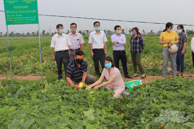 Mô hình trồng thử nghiệm giống dưa lê vàng Happy 6 ở Yên Thường, Gia Lâm, Hà Nội. Ảnh: H.Tiến.