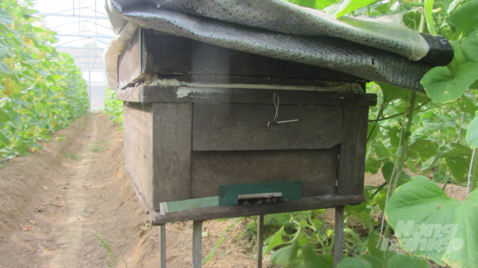 Đặt thùng ong trong nhà màng giúp thụ phấn cho cây dưa và diệt côn trùng gây hại. Ảnh: HT.
