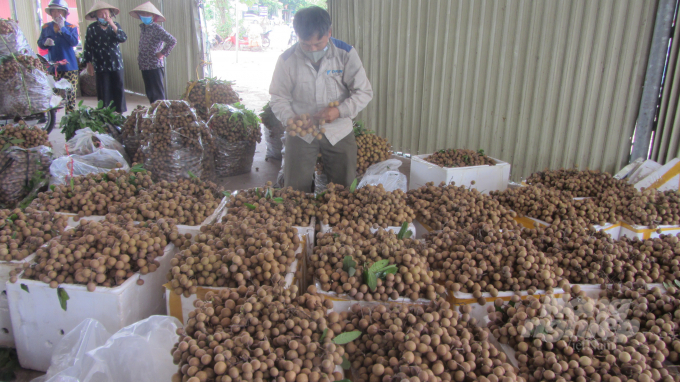 Năm nay, mặc dù dịch bệnh Covid-19 tiêu thụ khó khăn, nhưng nhãn VietGAP Hàm Tử vẫn tiêu thụ khá tốt. Ảnh: H.Tiến.