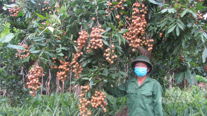 Nhãn Siêu ngọt ở Hàm Tử, Khoái Châu, Hưng Yên. Ảnh: H. Tiến.