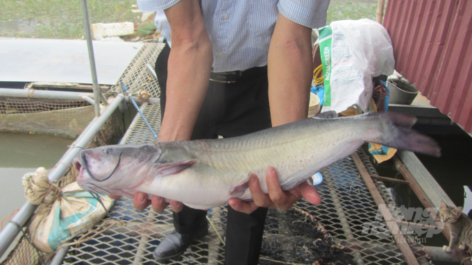 Đặc sản cá Lăng được nuôi tại HTX Thủy sản Hưng Hải. Ảnh: H.Tiến.